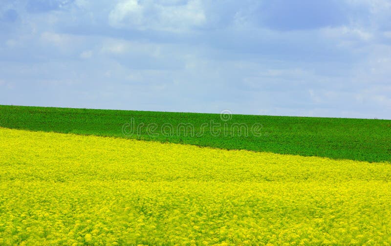 Yellow and green field