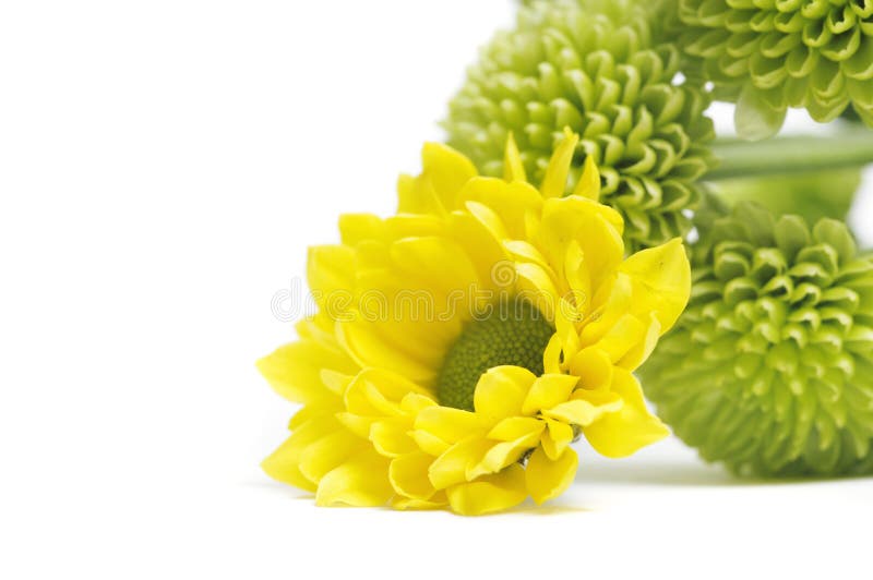 Yellow and green flowers stock image. Image of botanic 5172765