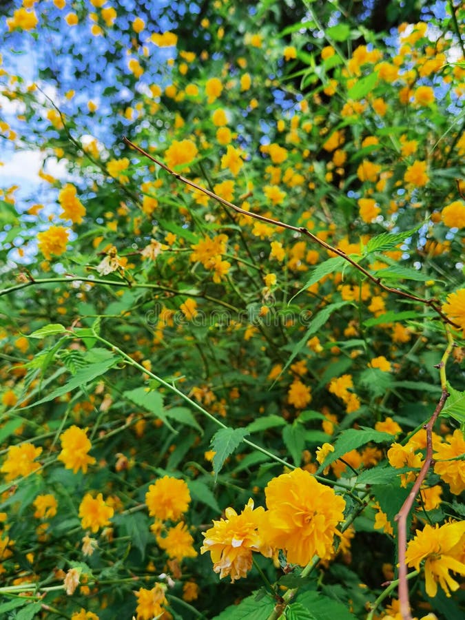 Yellow and green flowers stock photo. Image of meadow 215264968