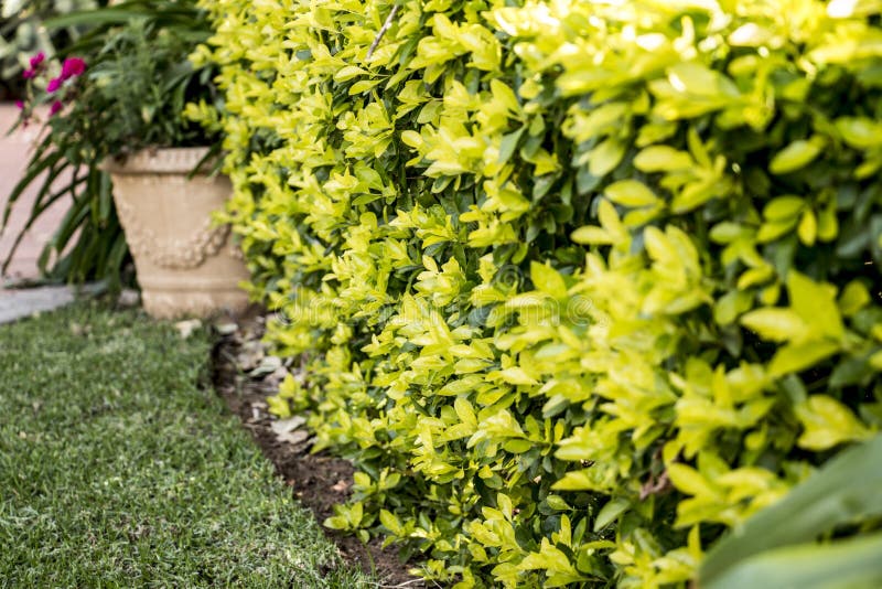 Yellow Green Hedge stock image. Image of plant, vase 58130869