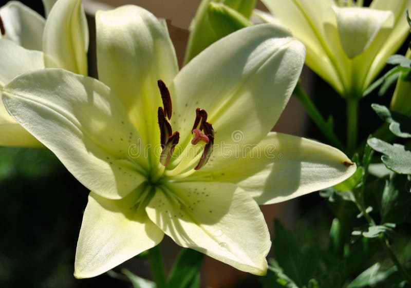 Green lilies stock photo. Image of amazing, mood, lake 93753888