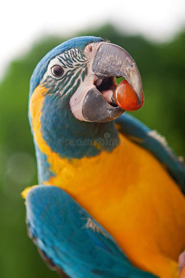 Yellow and Green Parrot royalty free stock photography