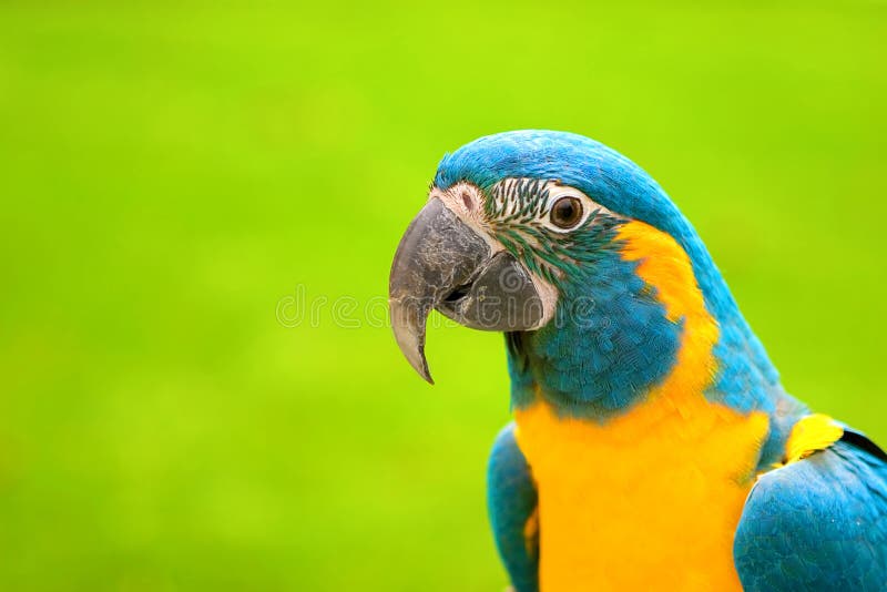 Yellow and Green Parrot royalty free stock image