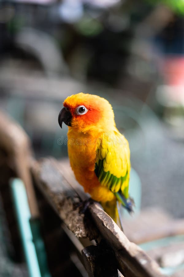 Yellow and green parrot stock photo. Image of avian 183541732