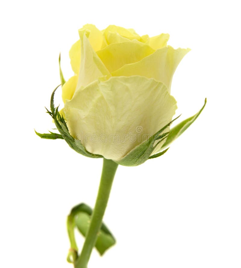 Yellowgreen rose stock photo. Image of green, flowering 54297260
