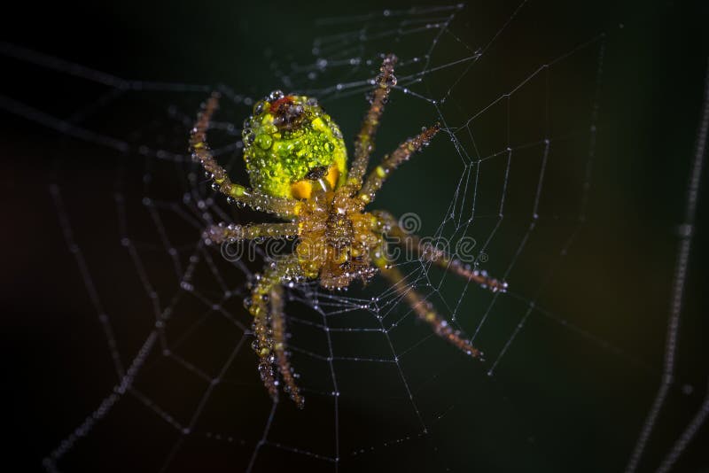 Yellow And Green Spider Picture. Image 109917606