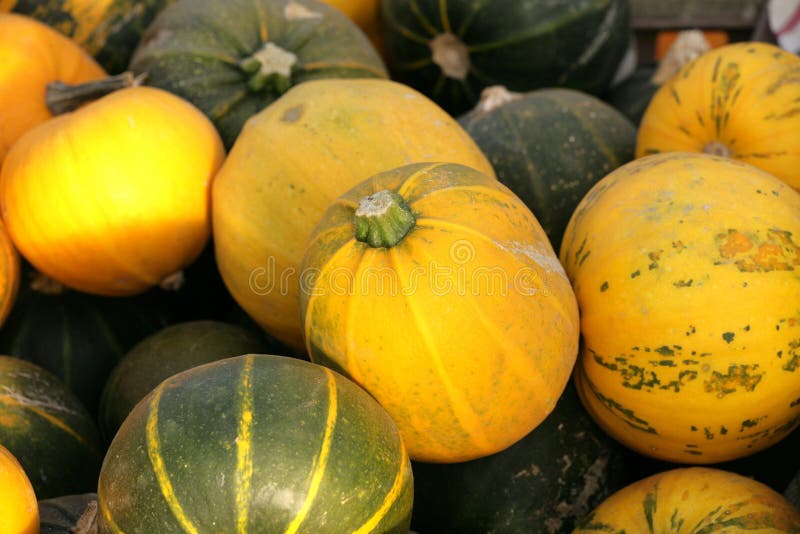 Yellow and green squash stock photo. Image of macro, pink 21456064