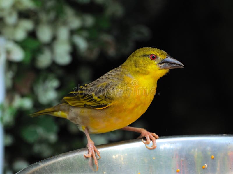 Yellow-green Vireo