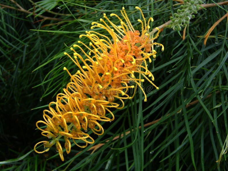 Yellow Grevillea stock photo. Image of native, gavin 12330476