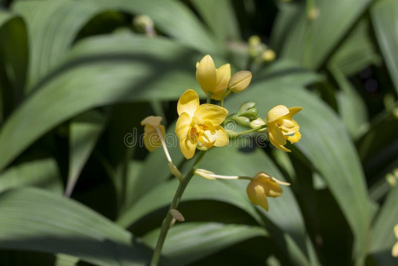 Yellow Ground Orchid or Spathoglottis Bloom with Sunlight in the Garden.  Stock Image - Image of ground, fresh: 189624909