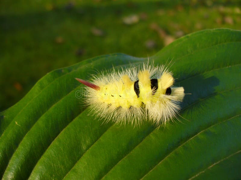 Yellow Hairy Caterpillar on Green Leaf in Summer Season Stock Photo ...