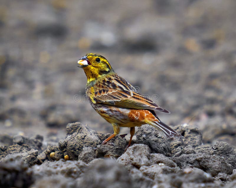 Yellow Hammer Feeding on the Ground Stock Photo Image of woods