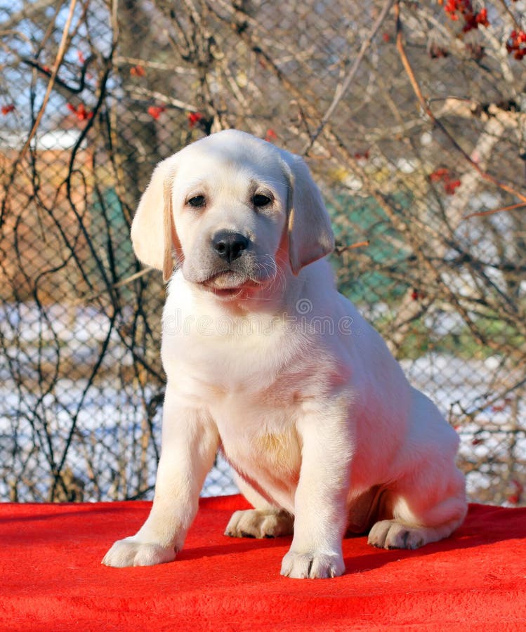 Yellow Happy Labrador Puppy in Garden Portrait Stock Image - Image of ...