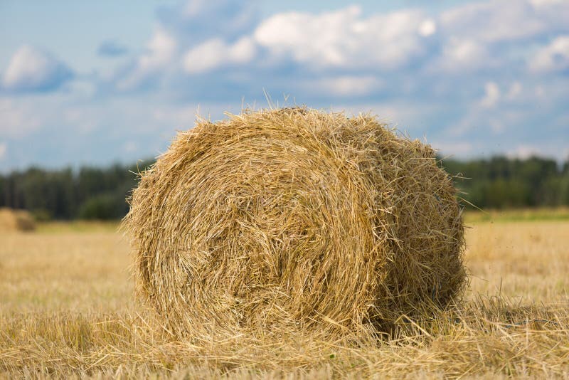 Yellow haystack on wheat field under the beautiful blue cloudy sky stock image
