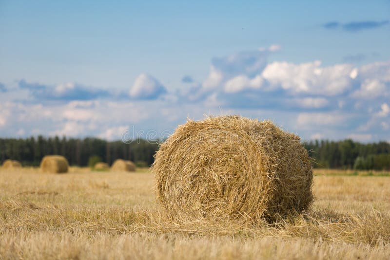 Yellow haystack on wheat field under the beautiful blue cloudy sky stock photos