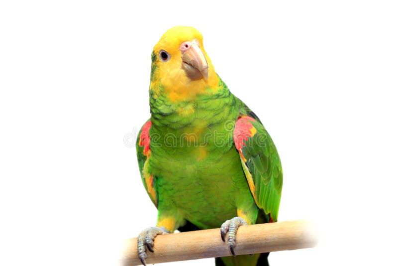 Yellow Head Amazon on White Stock Image Image of amazona, endangered