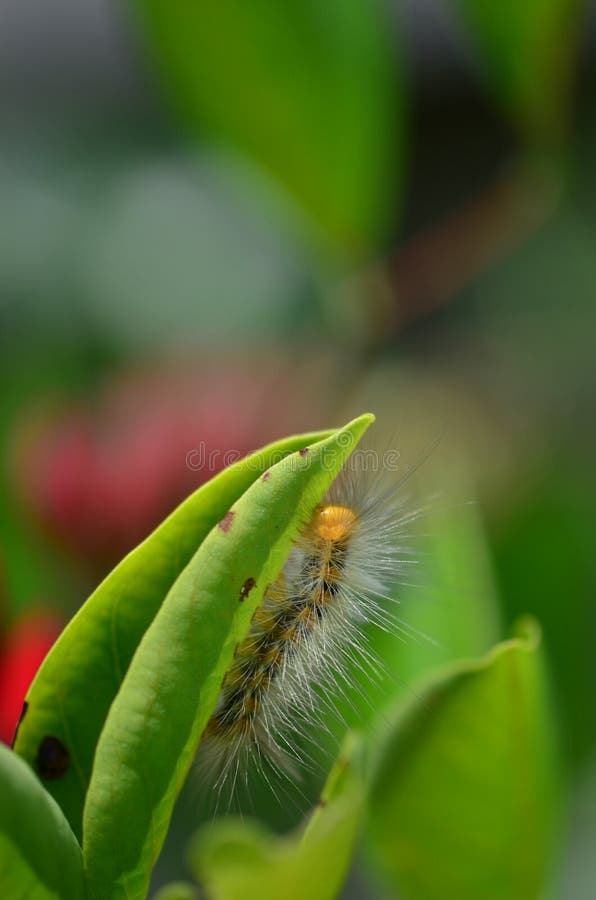 The Head of the Caterpillar. Black Caterpillar and Brown Hair. Macro