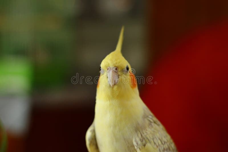Yellow Head Cockatiel Parrot with Blush on Cheeks Stock Image Image