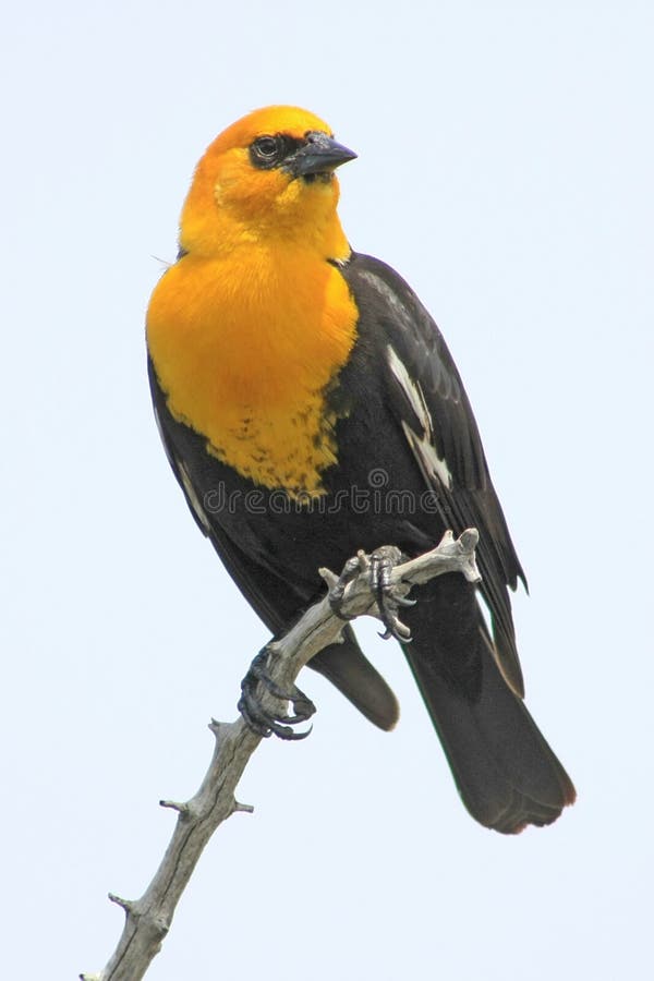 Yellow-headed Blackbird