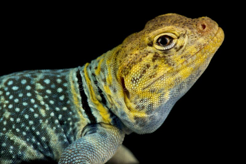 Collared lizard stock image. Image of nevada, desert 19547477