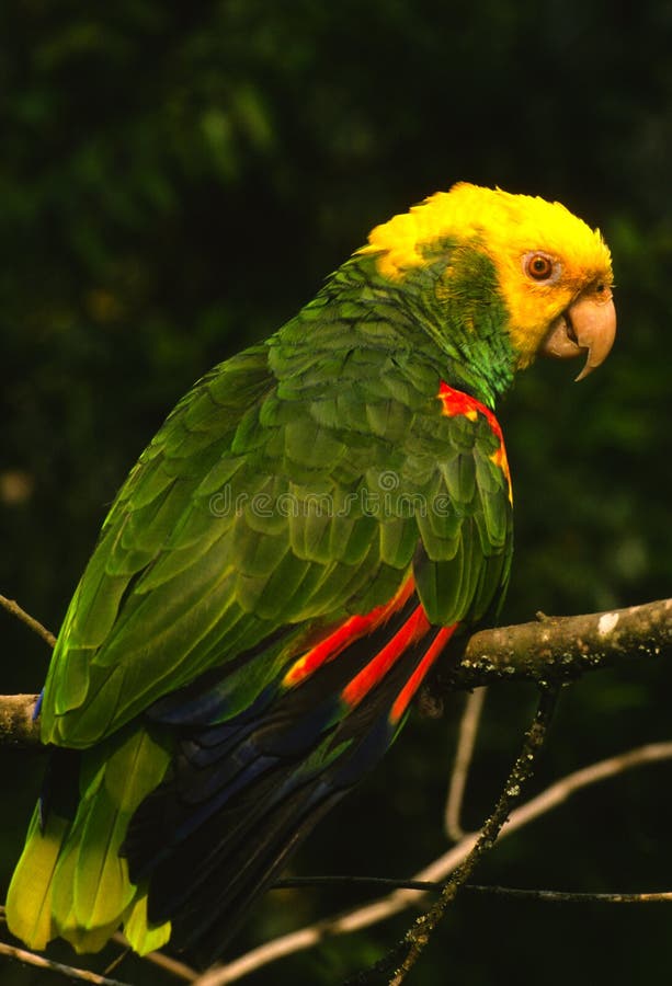 Yellow Headed Parrot stock photo. Image of nature, texas 17221100