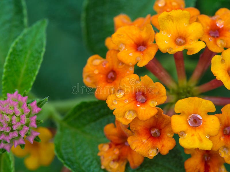Yellow Hedge Flowers Blooming after Rain Stock Image Image of alyssum