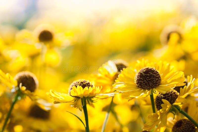Yellow Helenium Flowers Growing in Garden Stock Photo - Image of ...