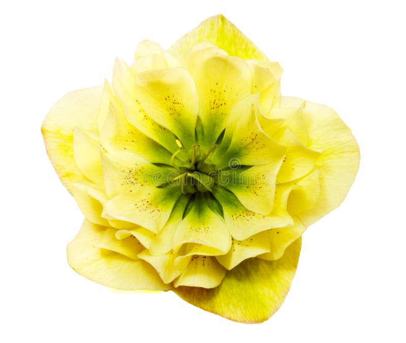 A yellow hellebore flower or a yellow helleborus orientalis isolated on white