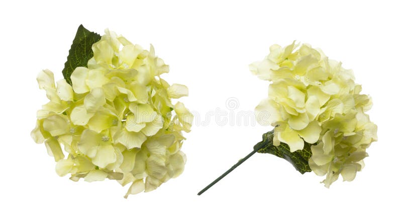 Yellow Hepatica nobilis Flower is gradient. Yellow Hepatica nobilis make for love floral to decorate table house. Artificial fake