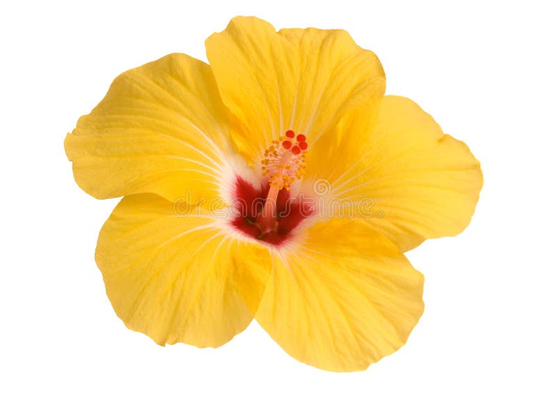 Yellow hibiscus