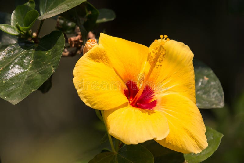 Yellow Hibiscus Flower in black dard background royalty free stock image Yellow Hibiscus Flower in black dard background royalty free stock image