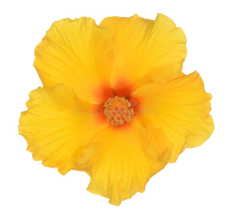 Yellow hibiscus stock photo. Image of single, green 122230434