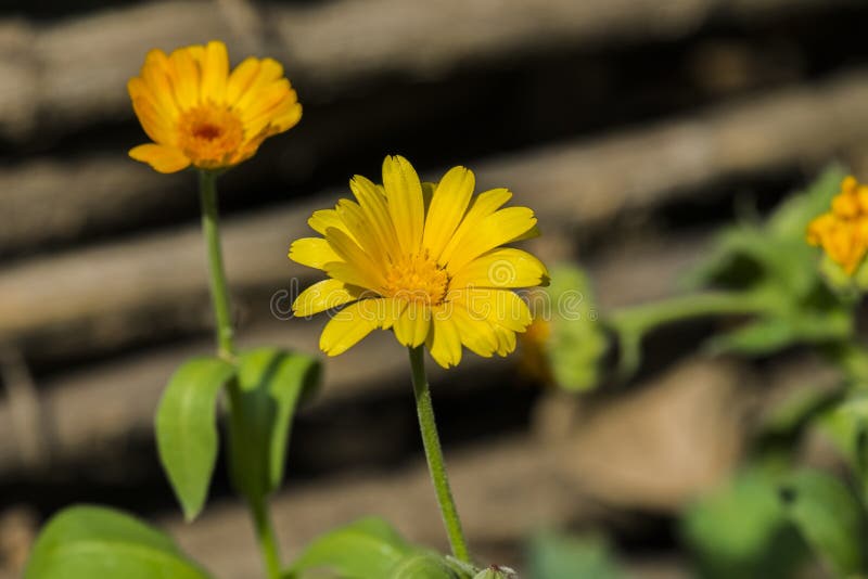 Yellow-hot flower of marigold stock photography