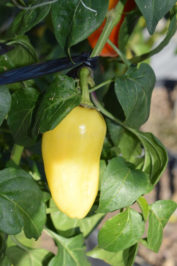 Yellow hot paprika stock photo. Image of food, shrub 258317654