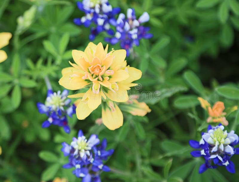 yellow paintbrush wildflower yellow paintbrush wildflower