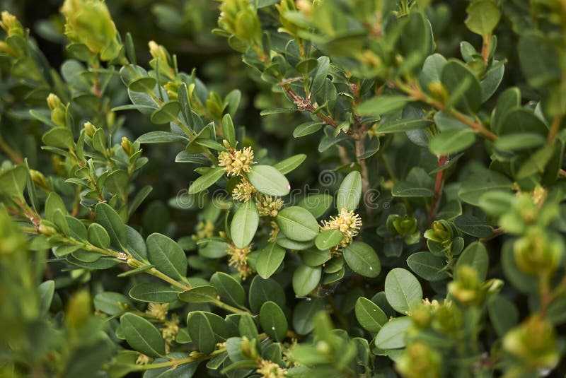 Buxus sempervirens in bloom