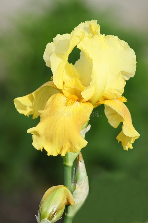 Yellow iris