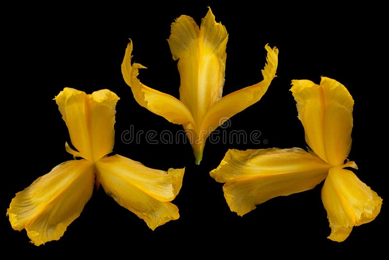 Yellow Iris Flower Closeup on Black Stock Photo Image of flora