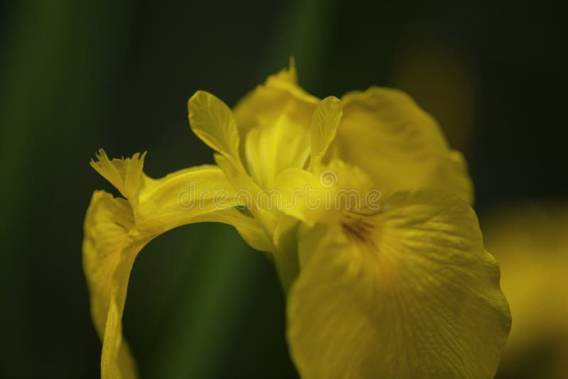 A Yellow Iris Flower in Closeup Stock Photo Image of macro, blossom