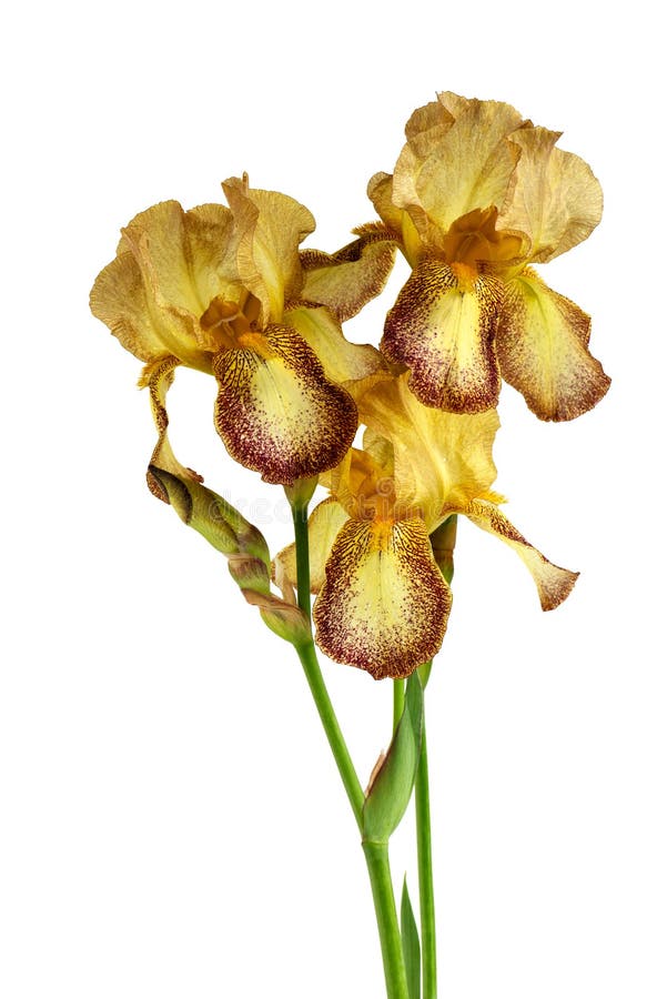 Yellow Iris Flower Isolated on White Background Stock Photo Image of
