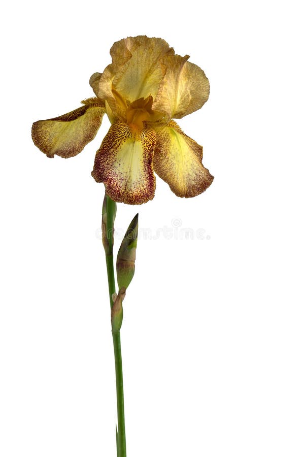 Yellow Iris Flower Isolated on White Background Stock Photo Image of