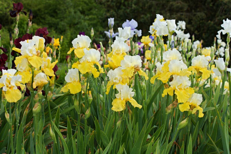 Yellow irises stock photo. Image of botanical, plant 40811784