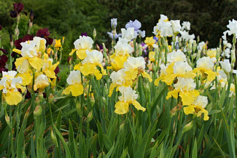 Yellow irises