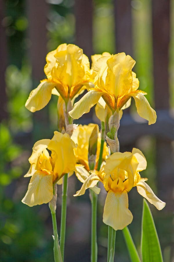 Yellow Irises in the Sunlight Stock Photo Image of summer, flowers