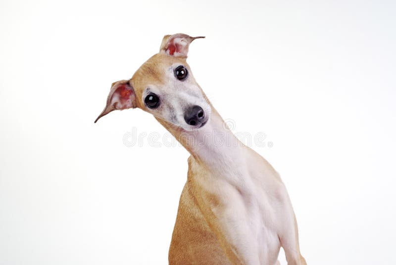 Yellow Italian greyhound