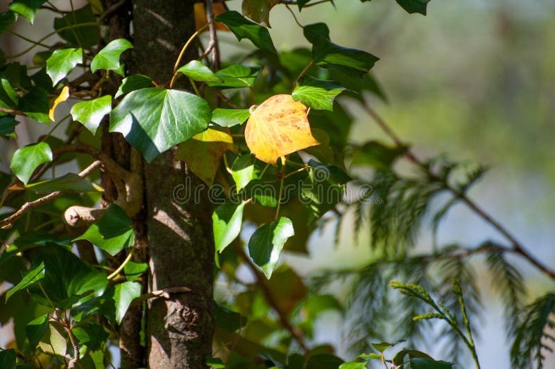 Yellow ivy leaves stock image. Image of branches, nature 146225315