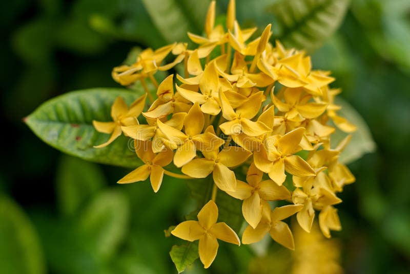 Ixora Flor Stock Photos - Free & Royalty-Free Stock Photos from Dreamstime