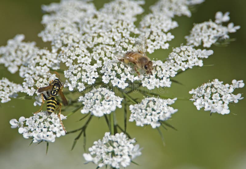 Yellow jacket & Bee collecting pollen stock photography