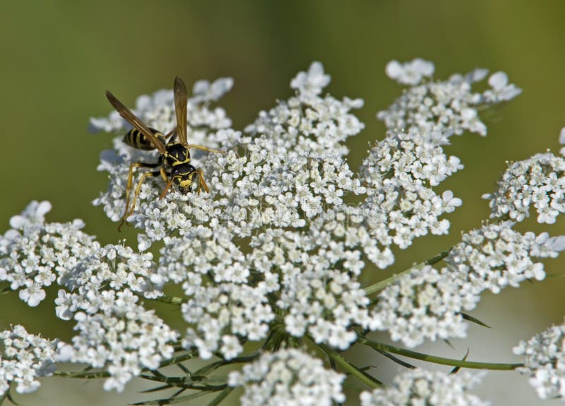Yellow jacket collecting pollen stock images