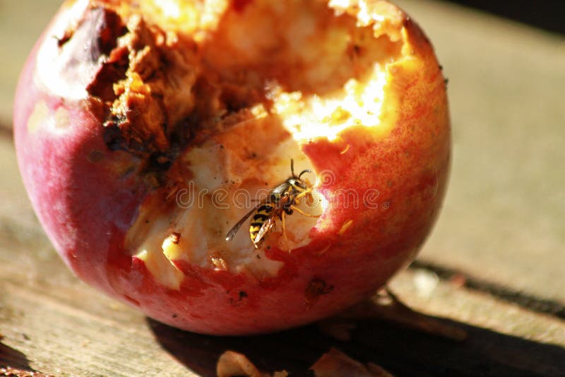 Yellow Jacket Eating an Apple Stock Image Image of summer, yellow
